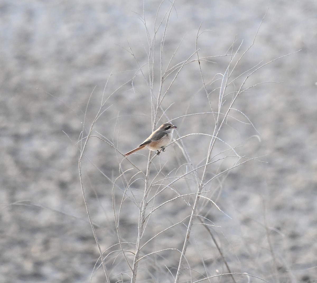 Pie-grièche isabelle (isabellinus) - ML640773976