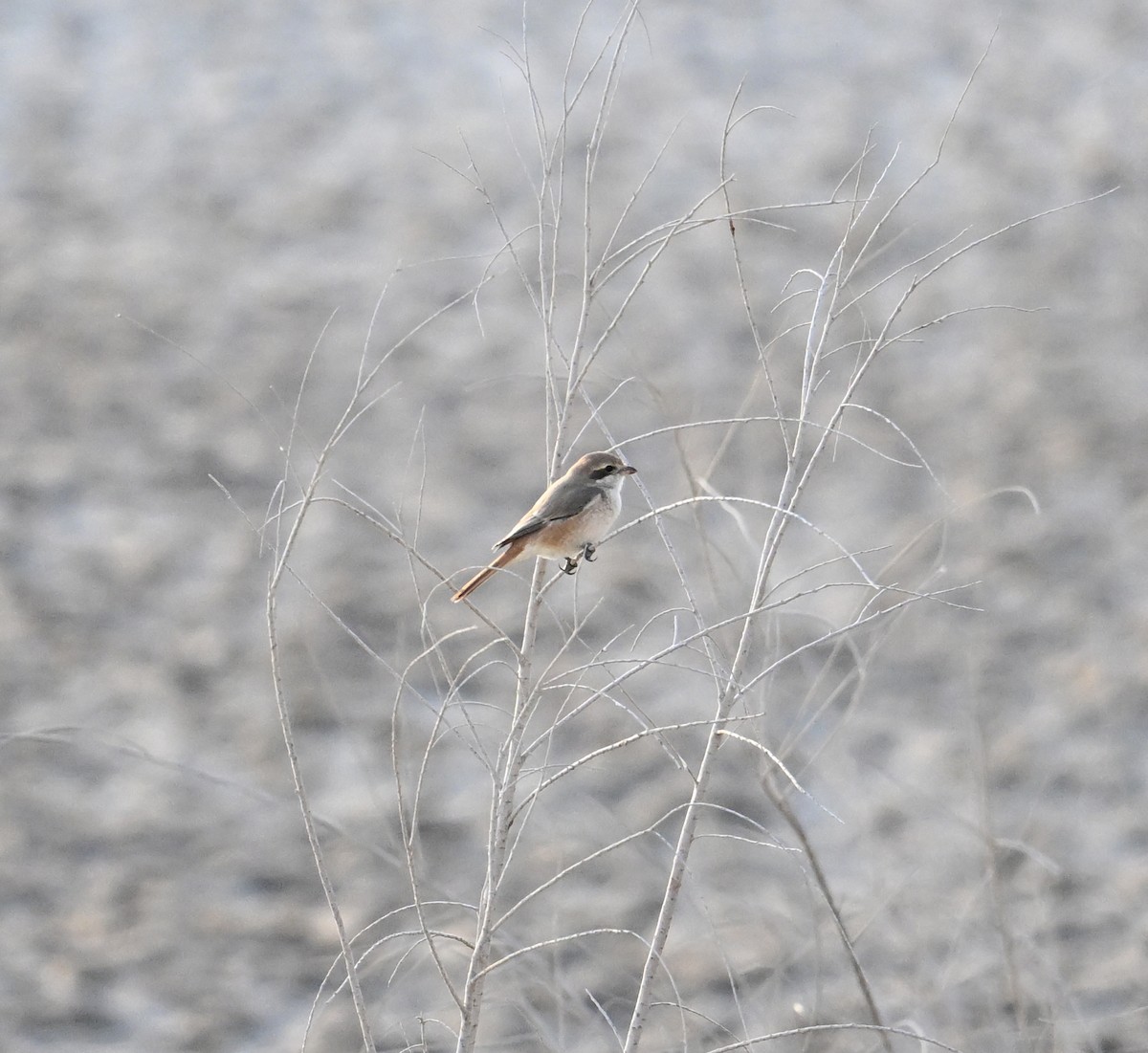 Pie-grièche isabelle (isabellinus) - ML640773977
