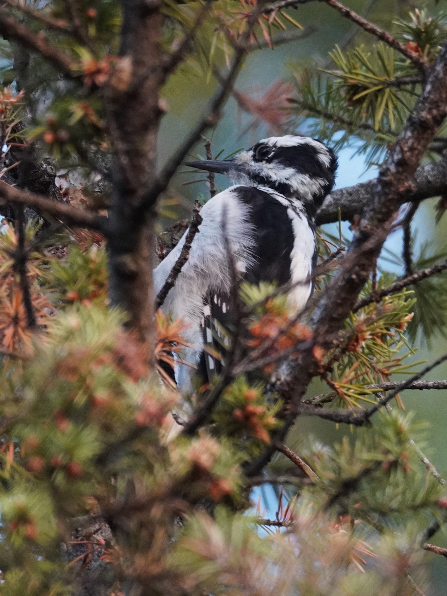 Hairy Woodpecker - ML640773978