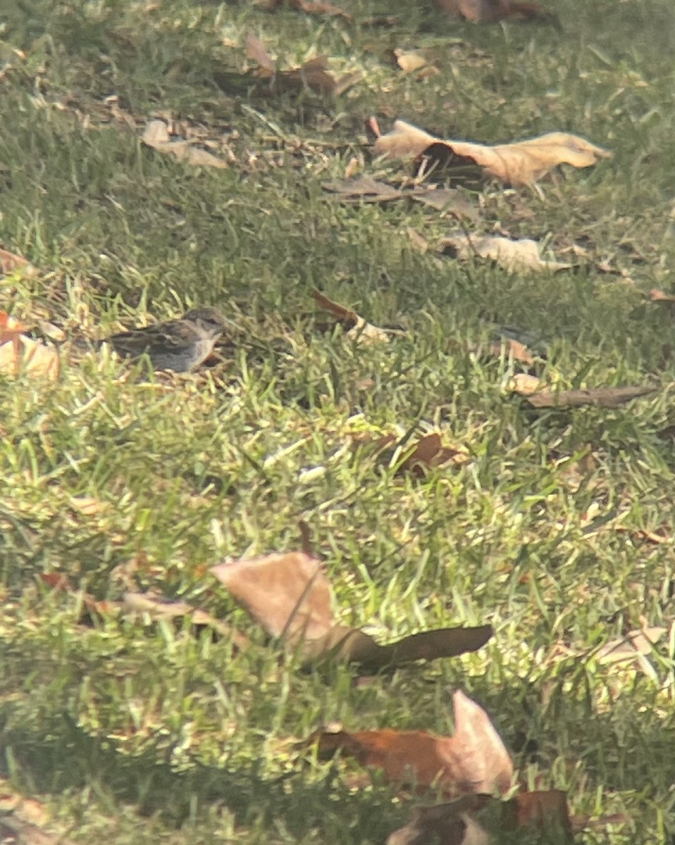 Chipping Sparrow - ML640774051