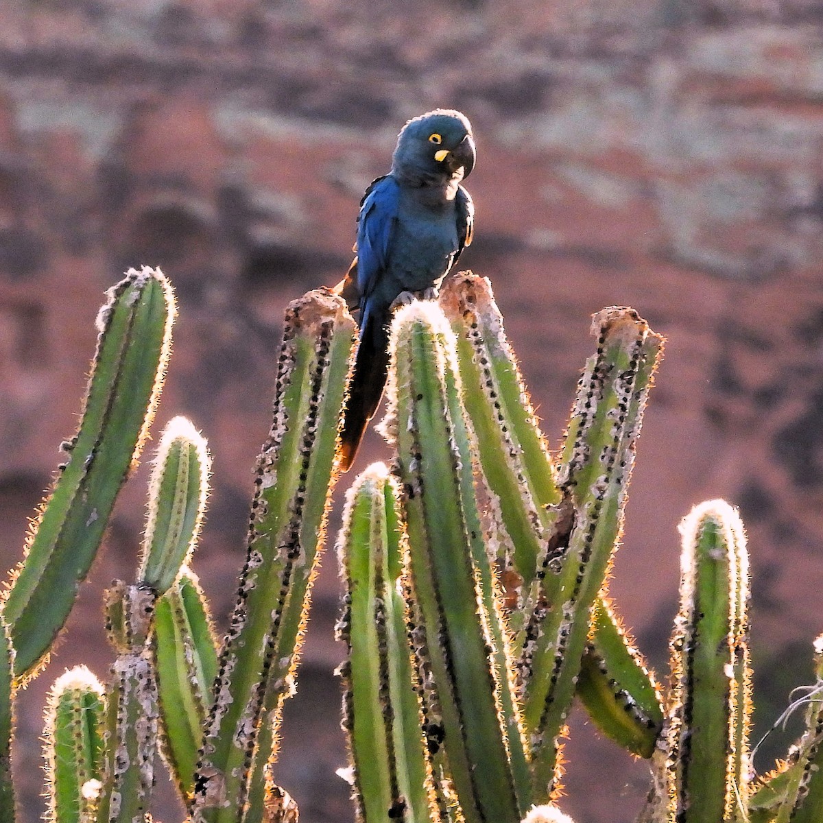 Indigo Macaw - ML640774066