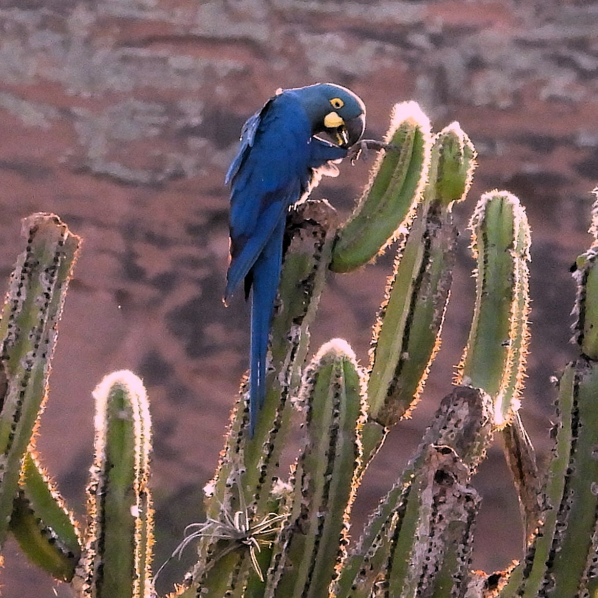 Indigo Macaw - ML640774067