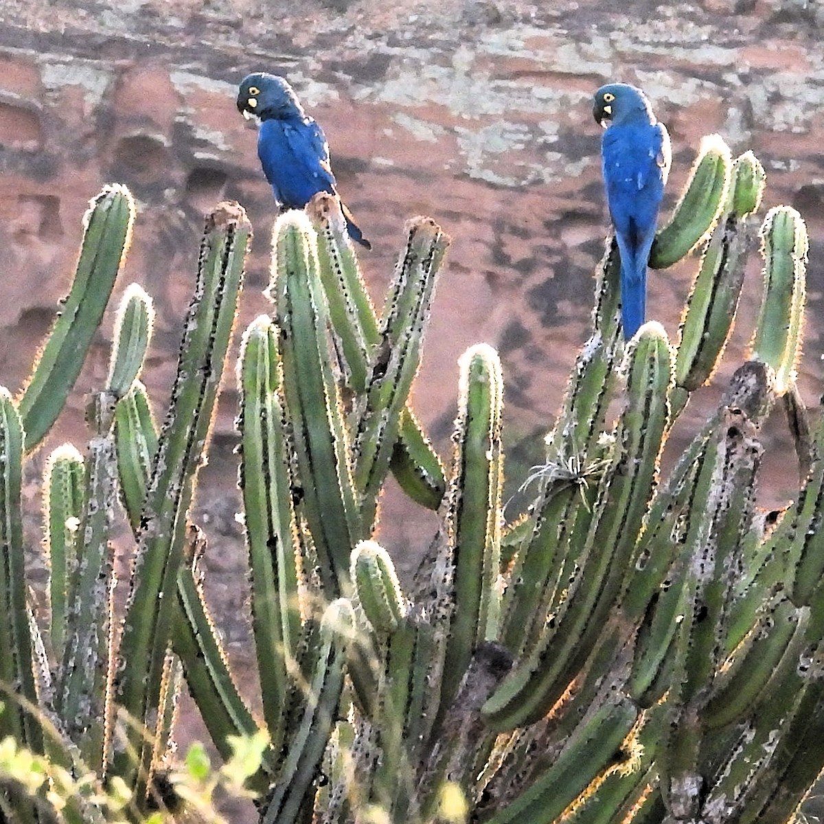 Indigo Macaw - ML640774068
