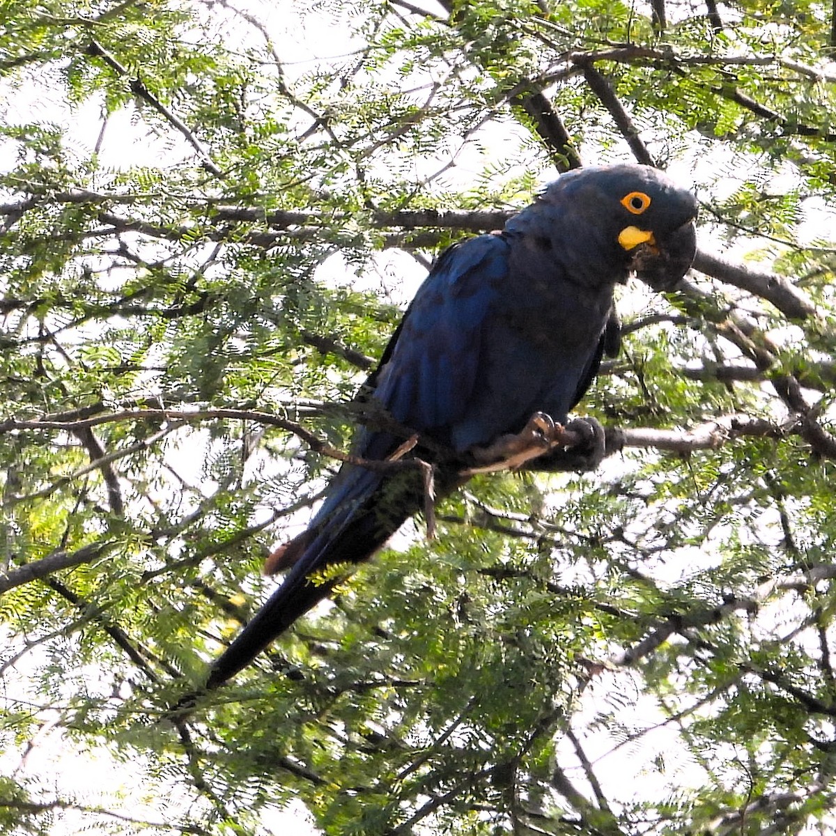 Indigo Macaw - ML640774069