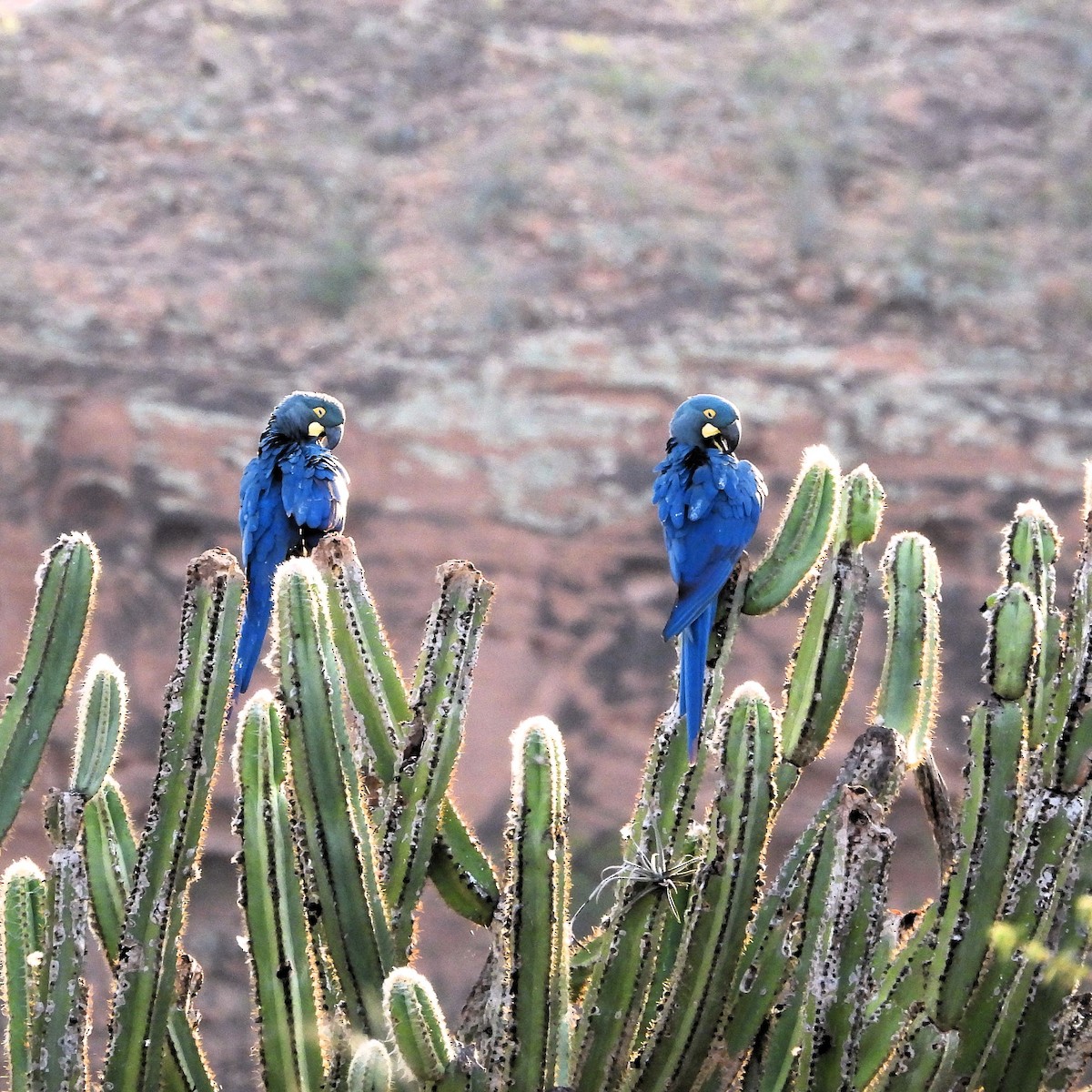 Indigo Macaw - ML640774070