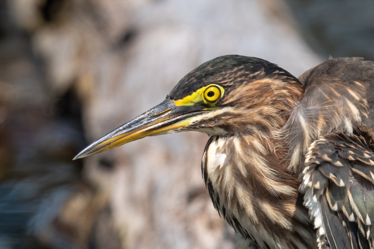 Green Heron - ML640774139