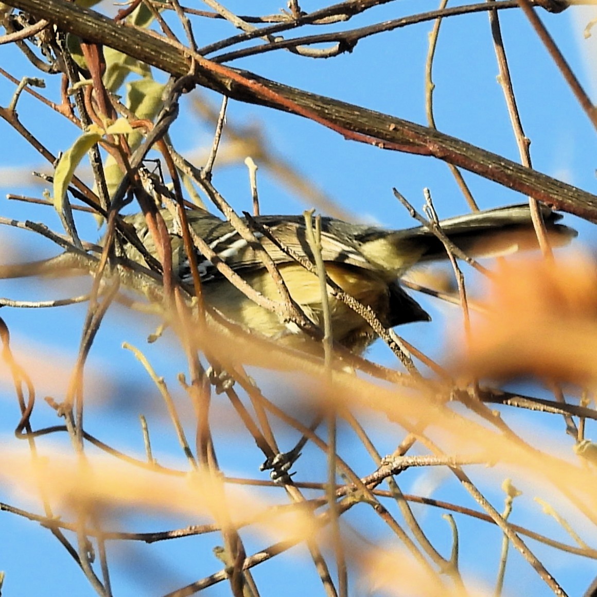 Black-capped Antwren - ML640774194