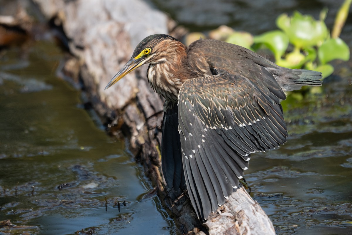 Green Heron - ML640774238