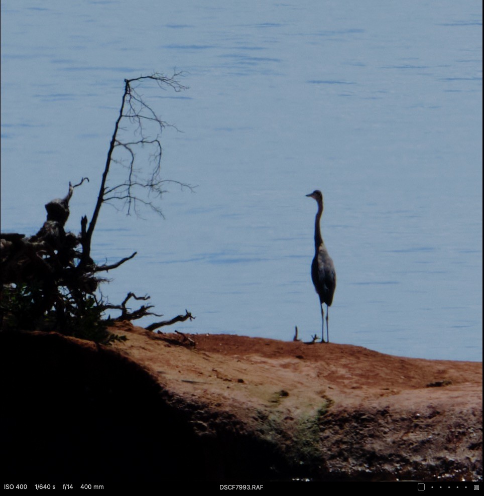 Great Blue Heron - ML640774251