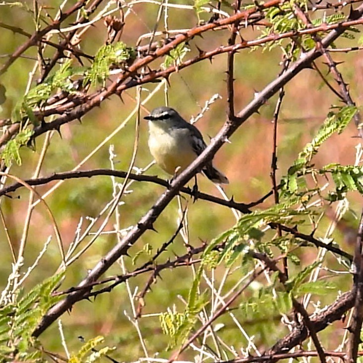 Bahia Wagtail-Tyrant - ML640774259