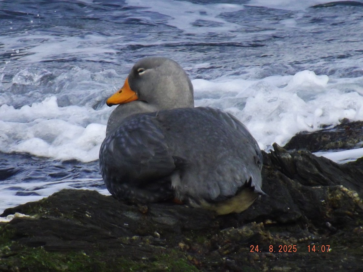 Flightless Steamer-Duck - ML640774329