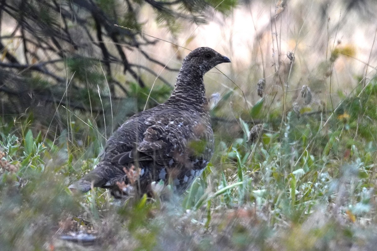 Dusky Grouse - ML640774355