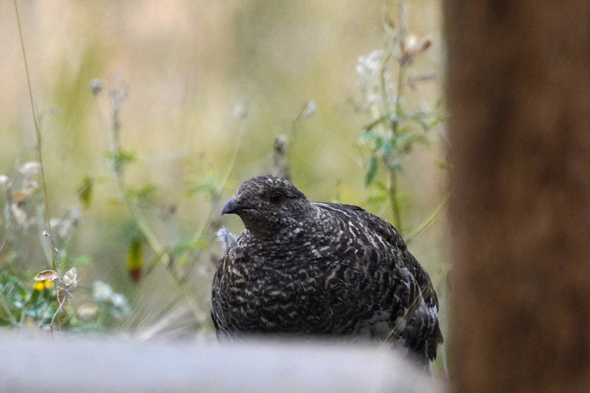 Dusky Grouse - ML640774372