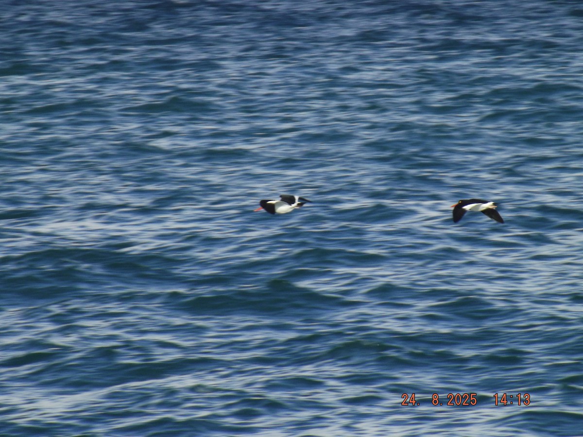 Magellanic Oystercatcher - ML640774451