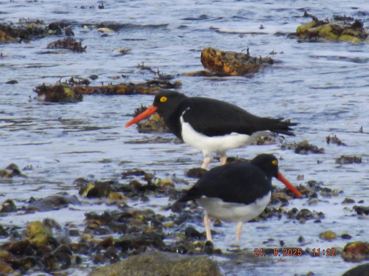 Magellanic Oystercatcher - ML640774452