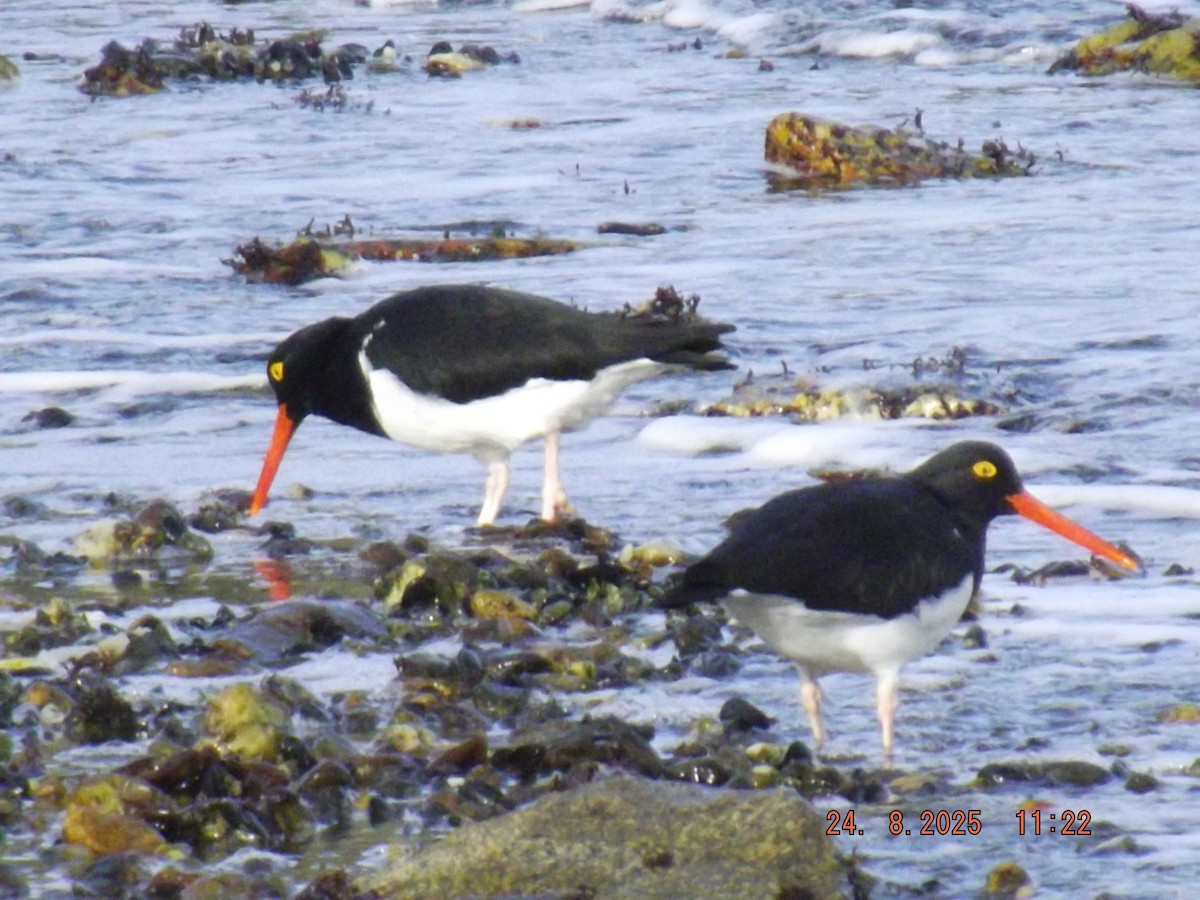 Magellanic Oystercatcher - ML640774453