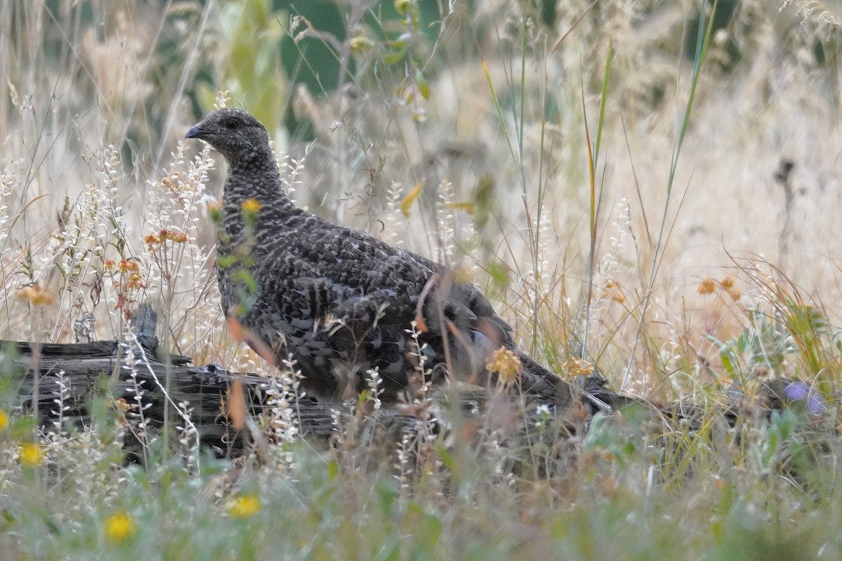 Dusky Grouse - ML640774461