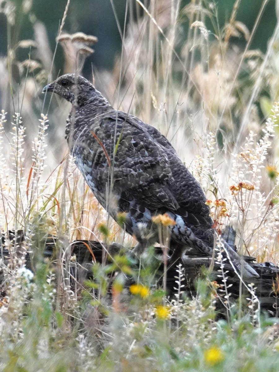 Dusky Grouse - ML640774518