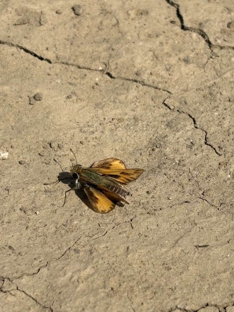 Animals - ML640774531