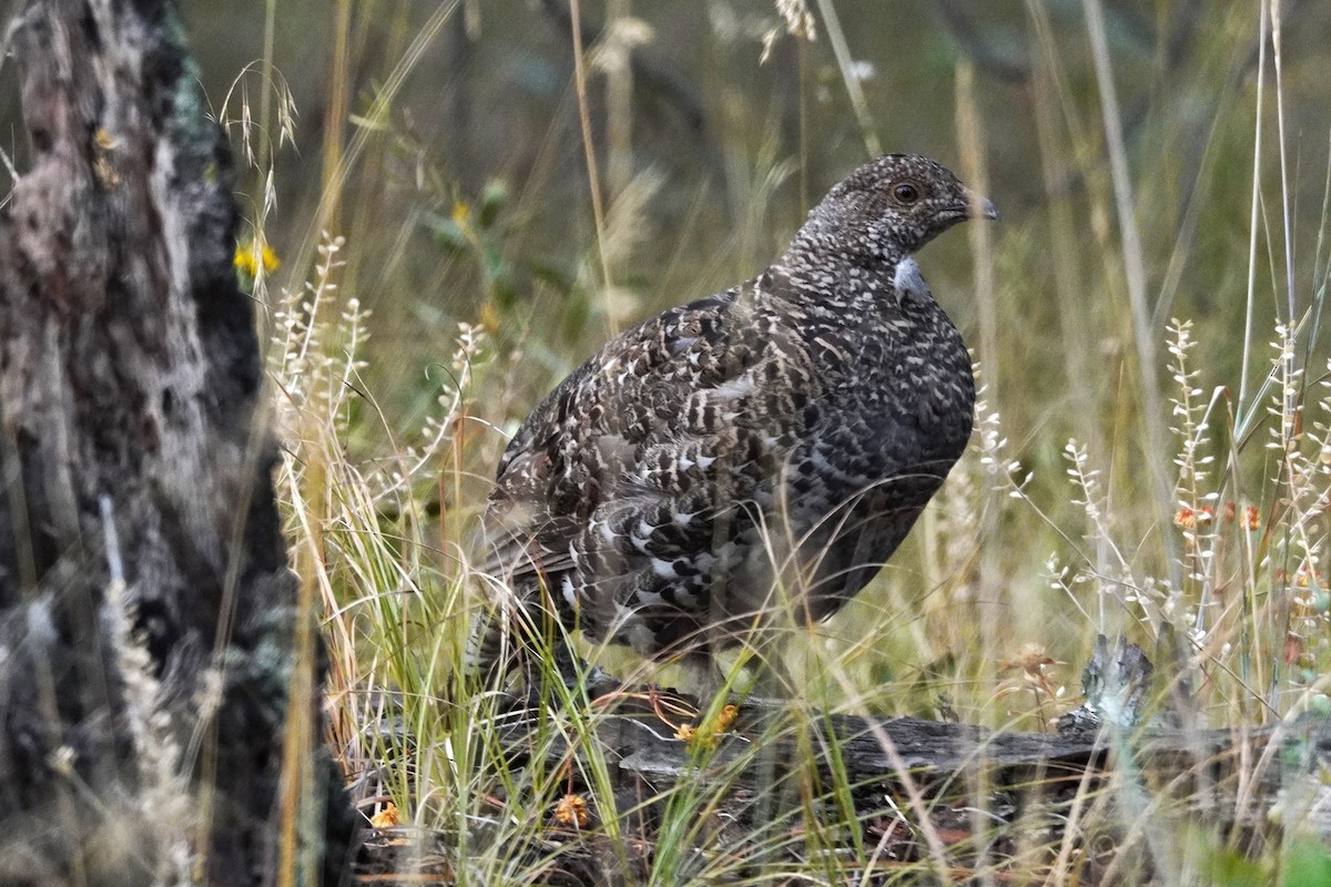 Dusky Grouse - ML640774698