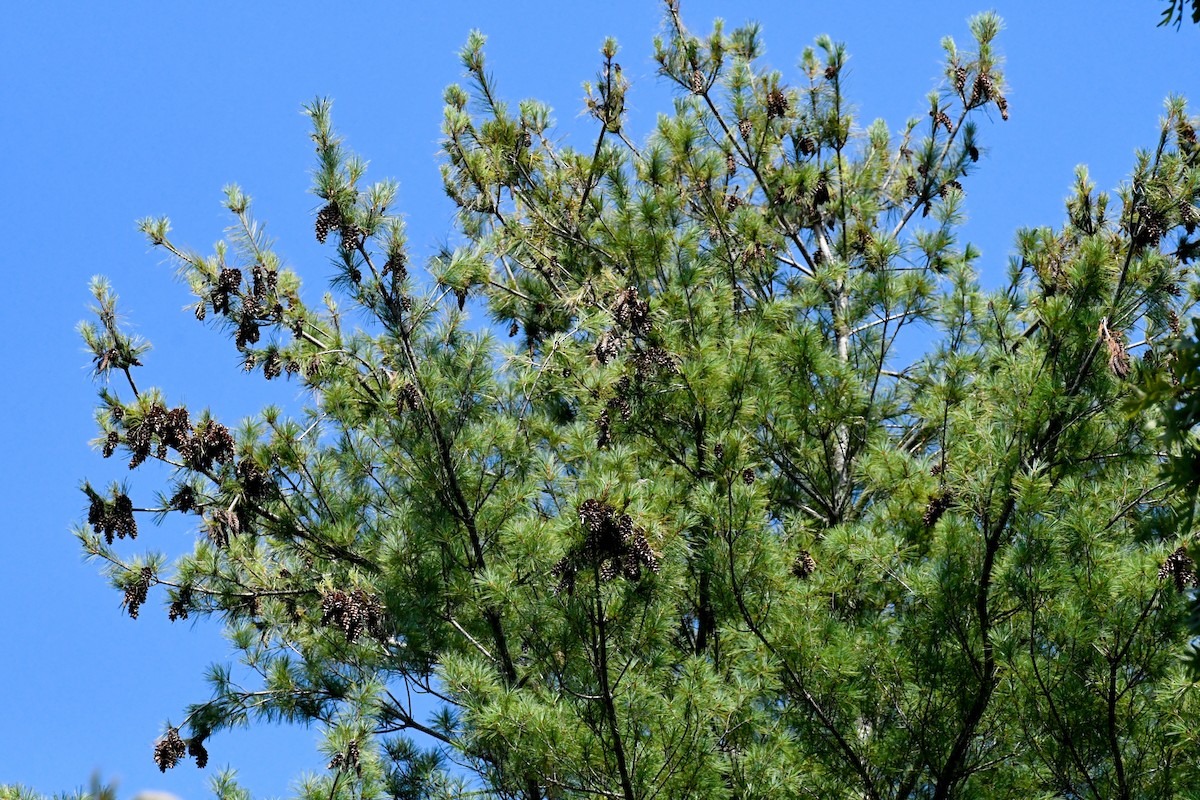 Red Crossbill - ML640774718