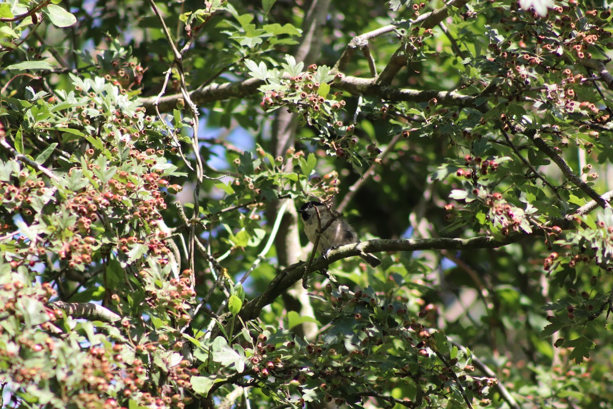 Marsh Tit - ML640774754