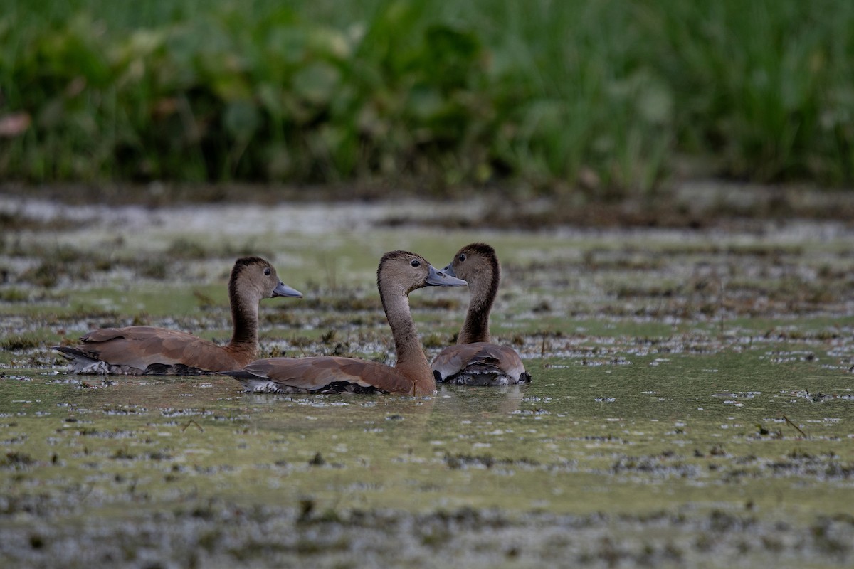 Black-bellied Whistling-Duck - ML640774759