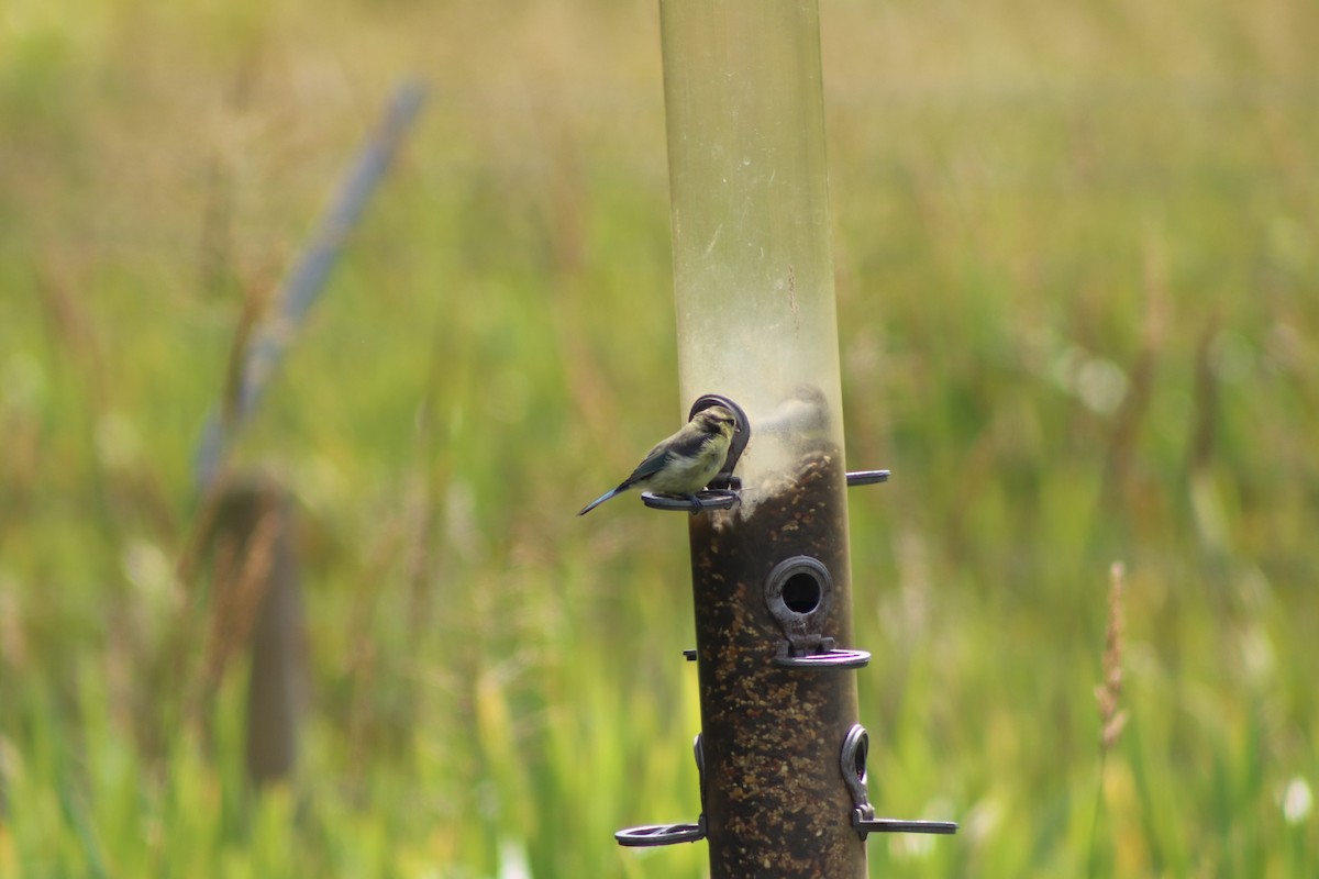 Eurasian Blue Tit - ML640774783