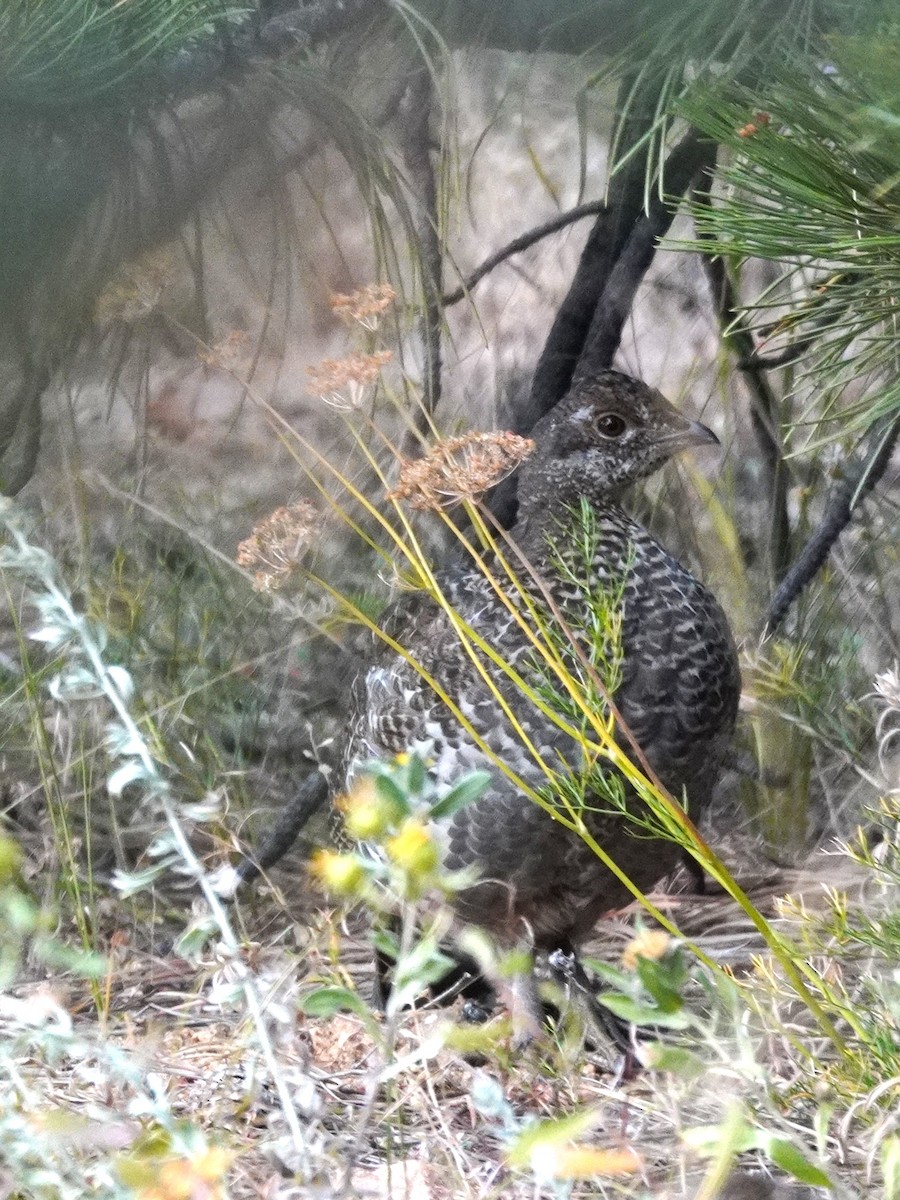 Dusky Grouse - ML640774791