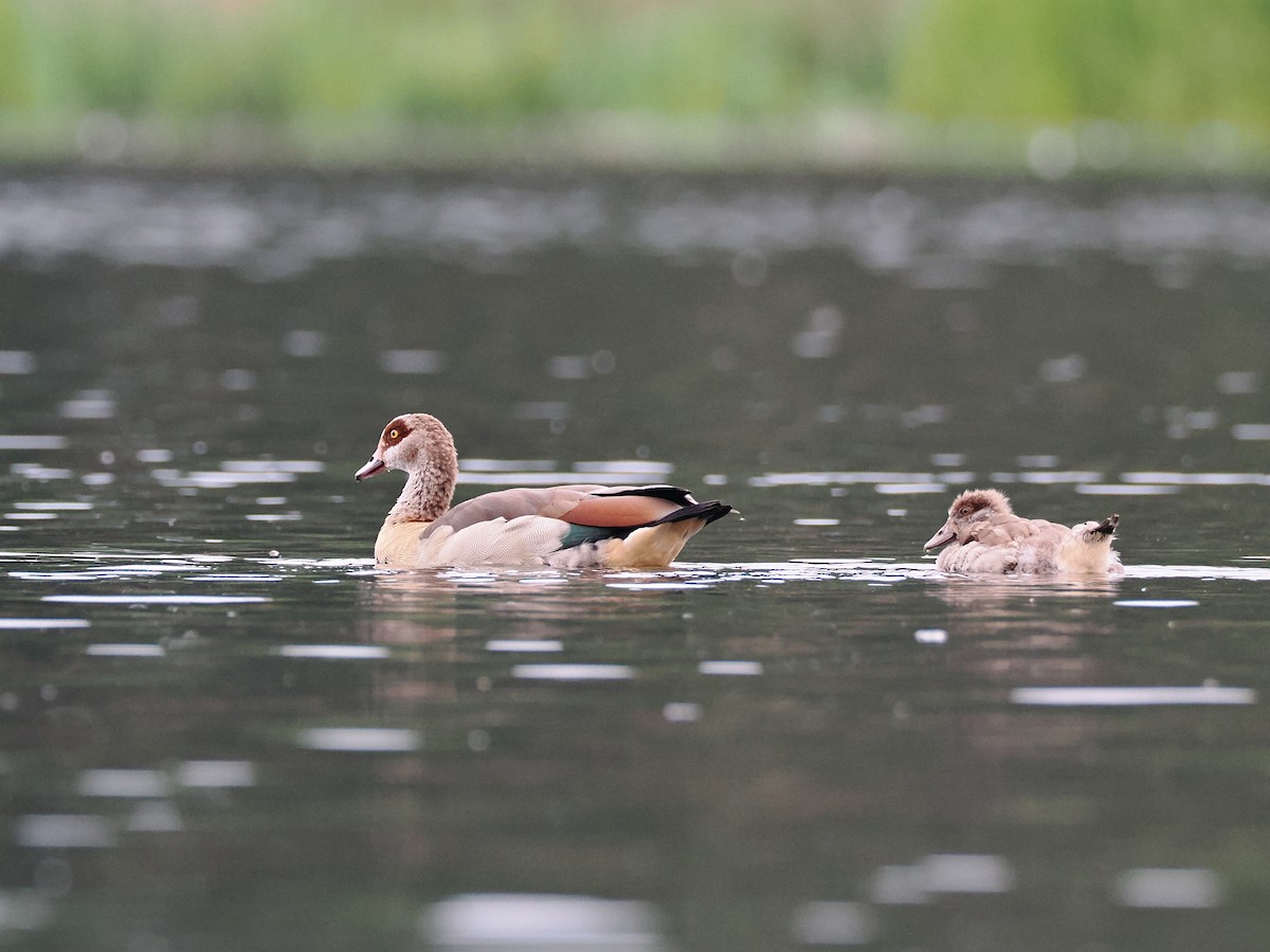 Egyptian Goose - ML640774823