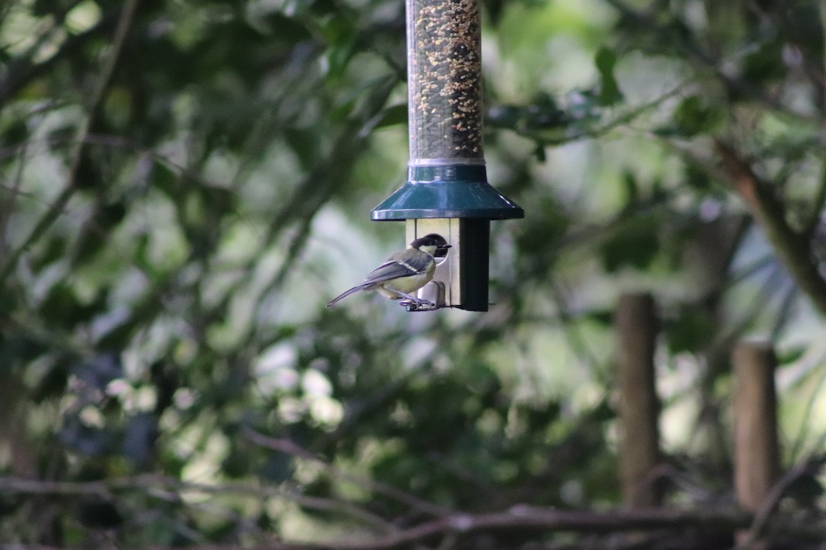 Great Tit - ML640774860