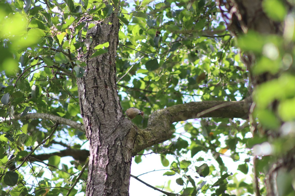 Eurasian Nuthatch - ML640774883