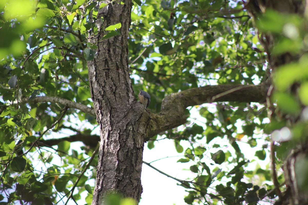 Eurasian Nuthatch - ML640774892