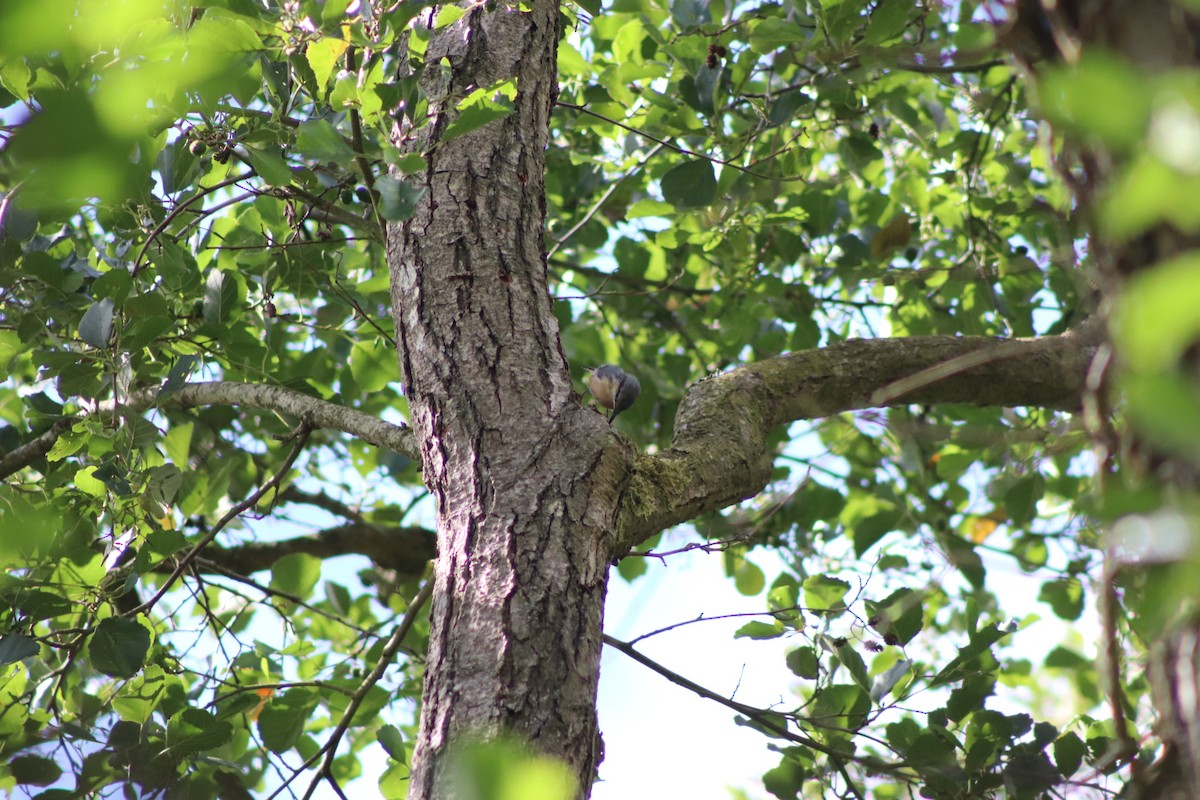 Eurasian Nuthatch - ML640774911