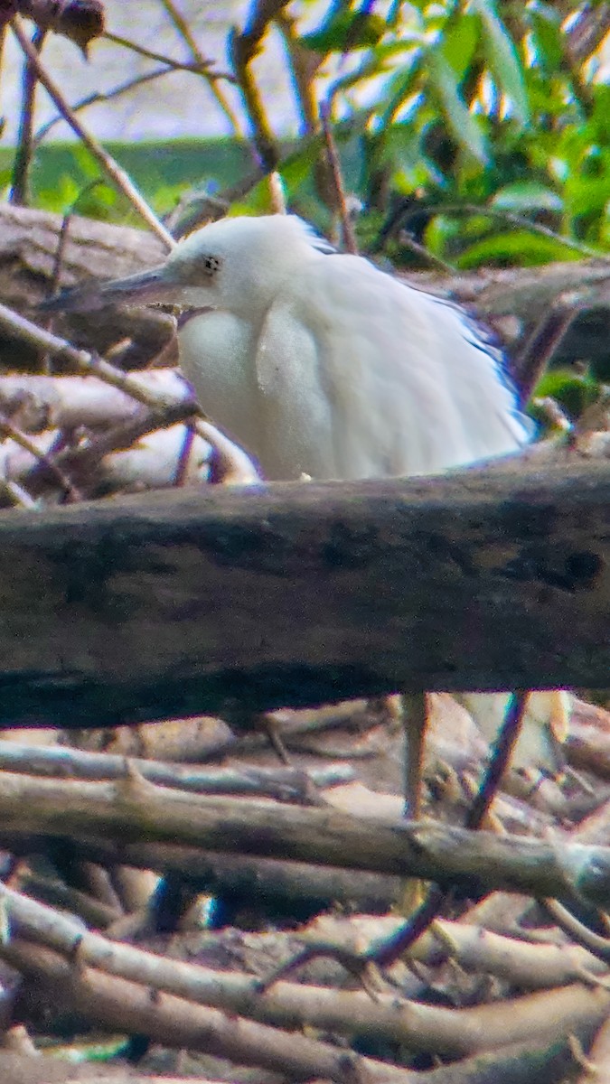 Little Blue Heron - ML640774914