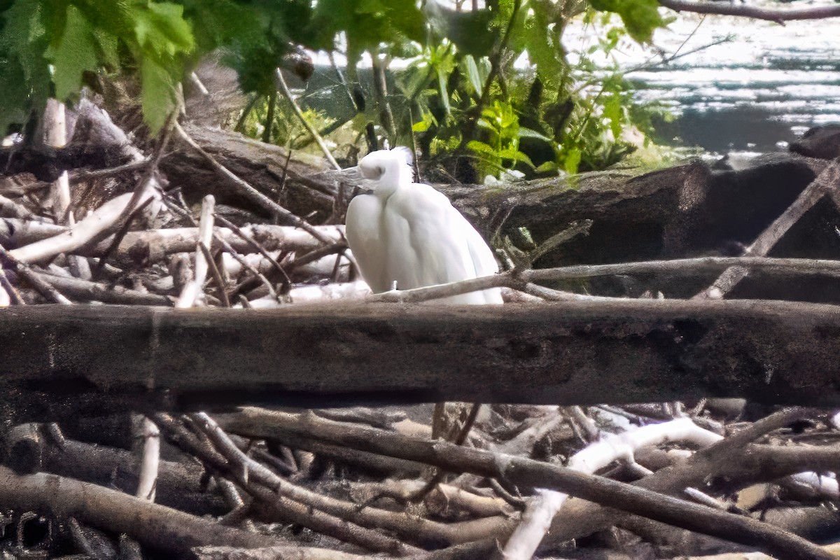 Little Blue Heron - ML640774915
