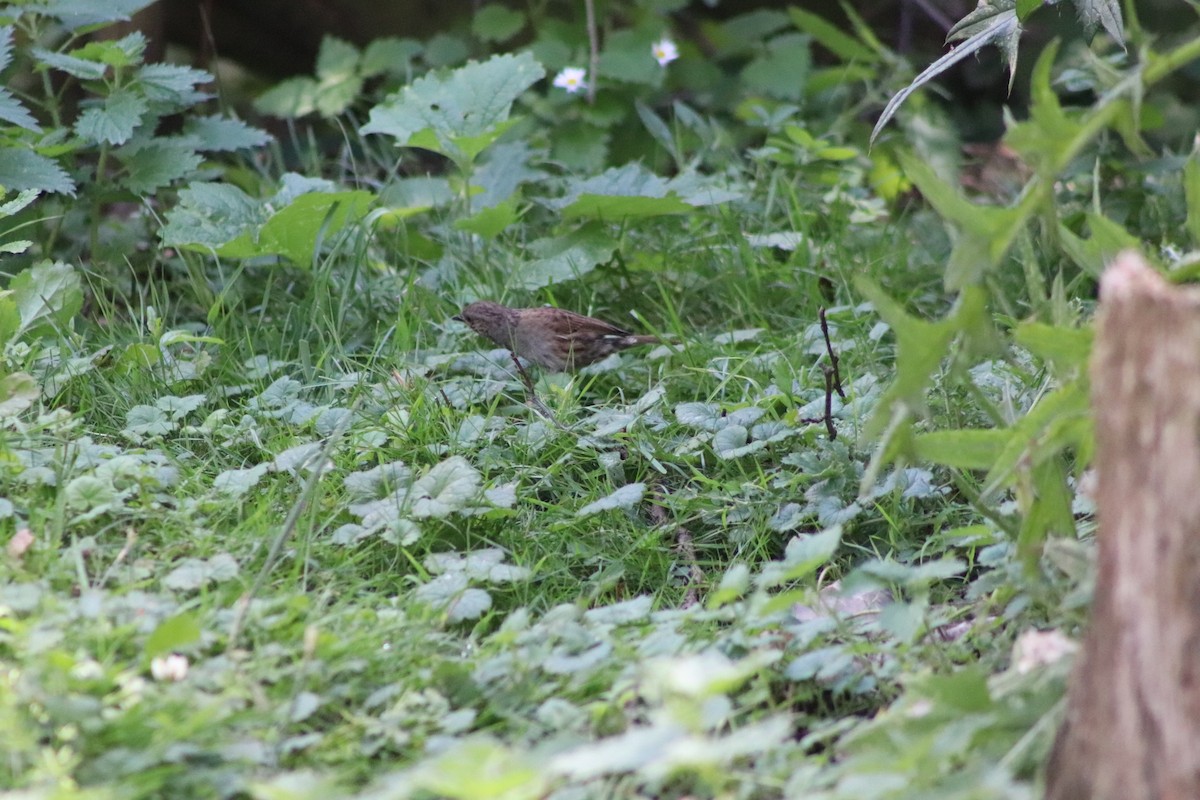 Dunnock - ML640774934