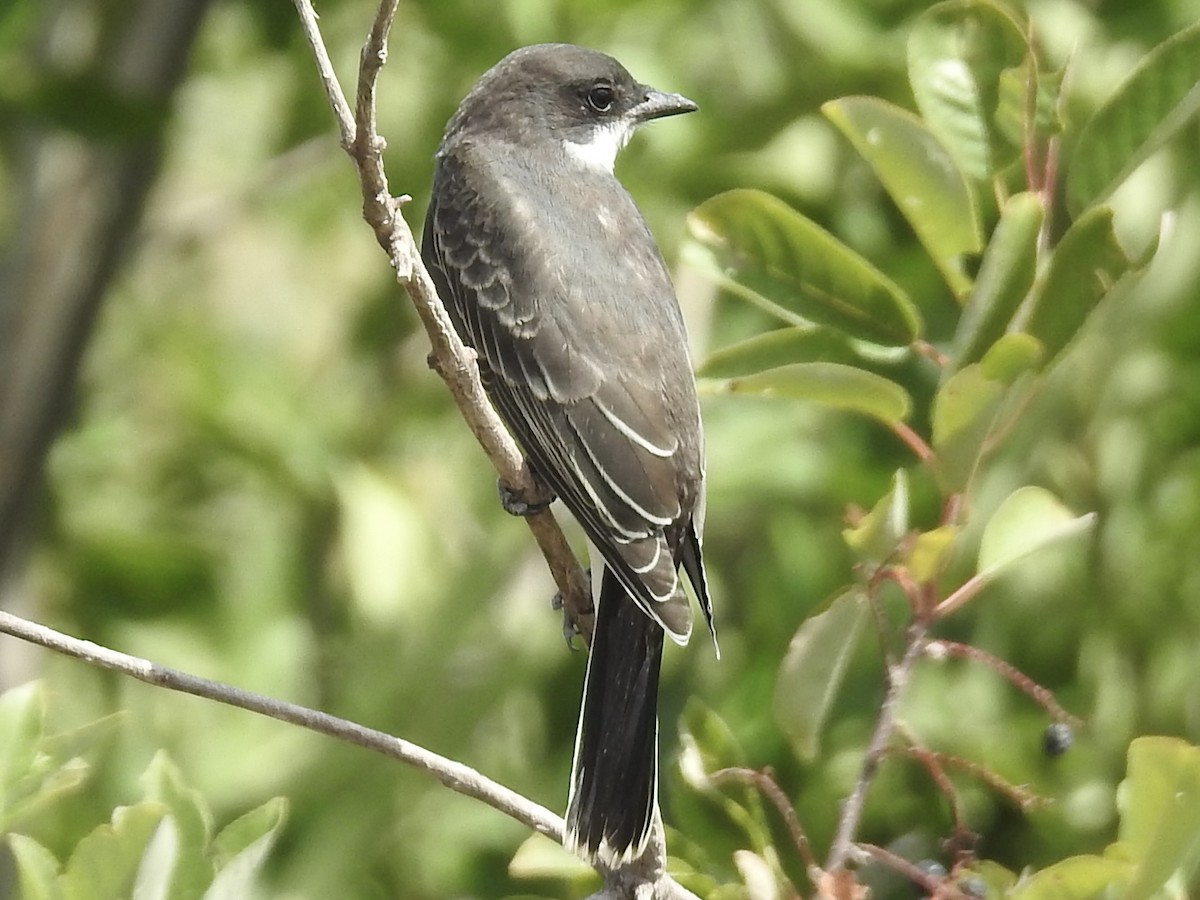 Eastern Kingbird - ML640775051