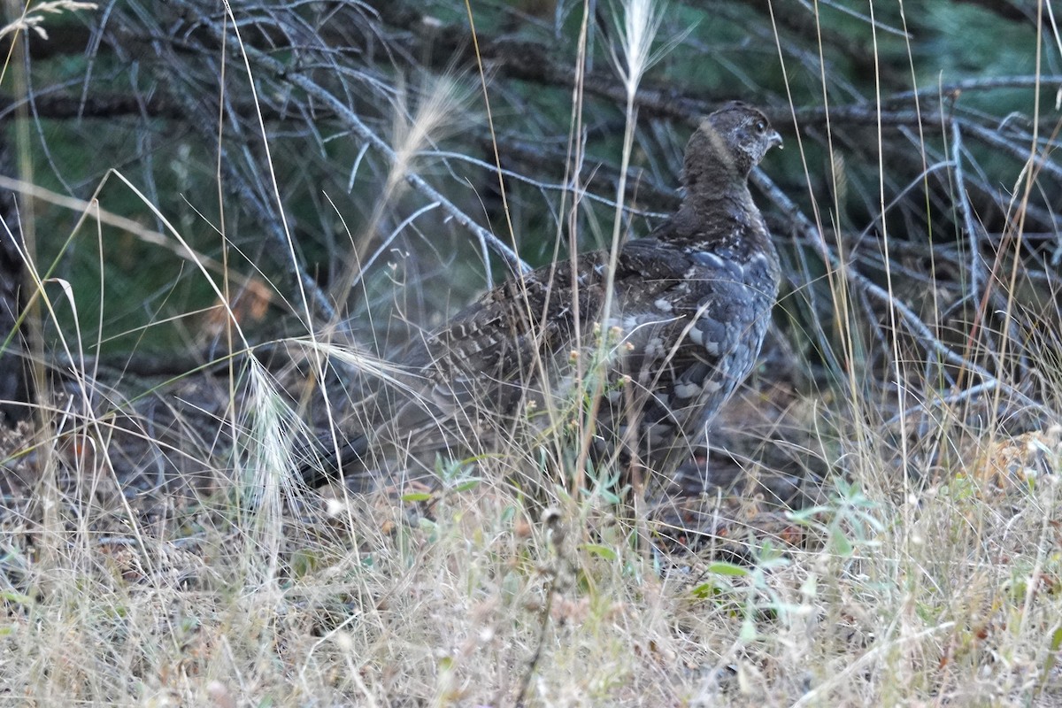 Dusky Grouse - ML640775056