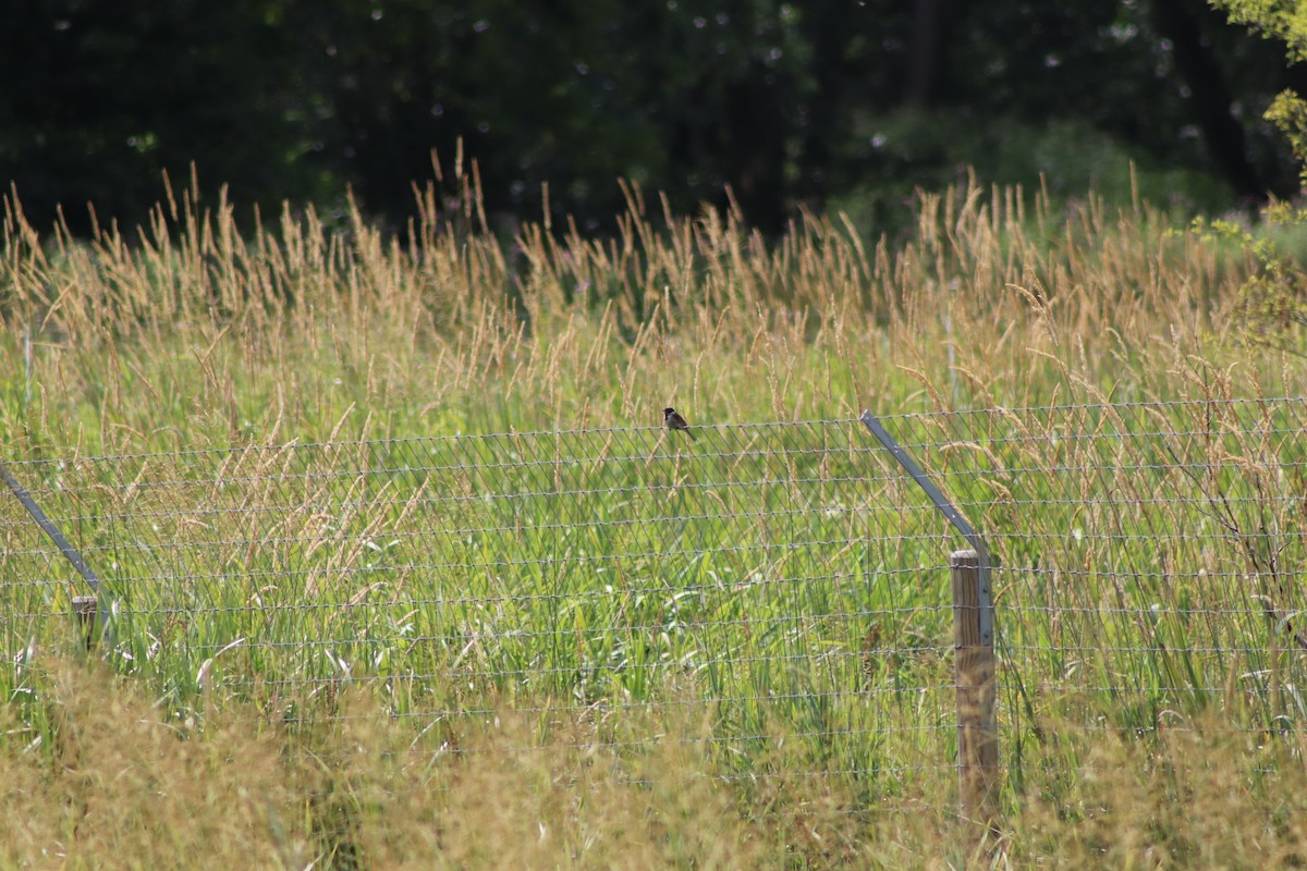 Reed Bunting - ML640775061