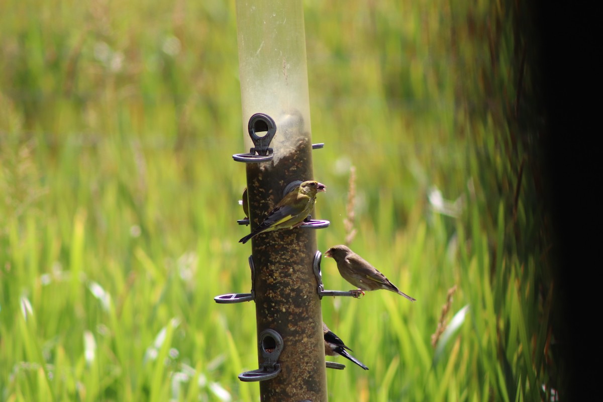 European Greenfinch - ML640775073