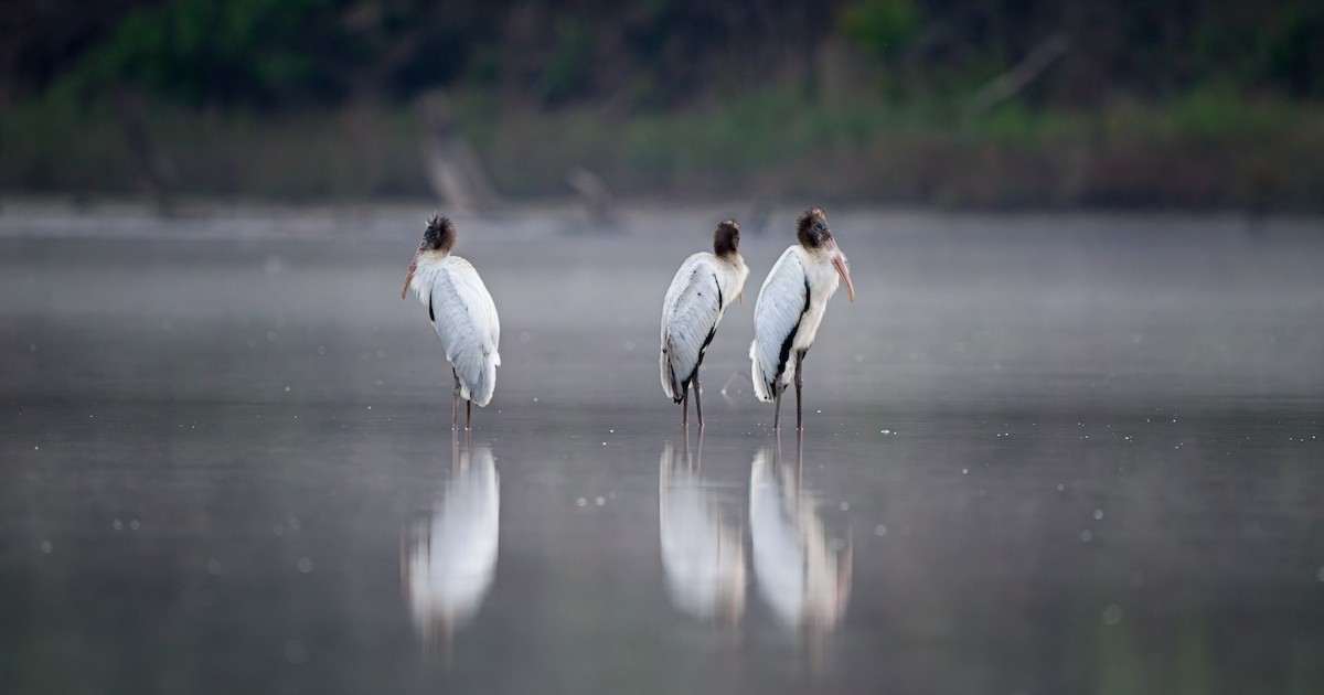 Wood Stork - ML640775098