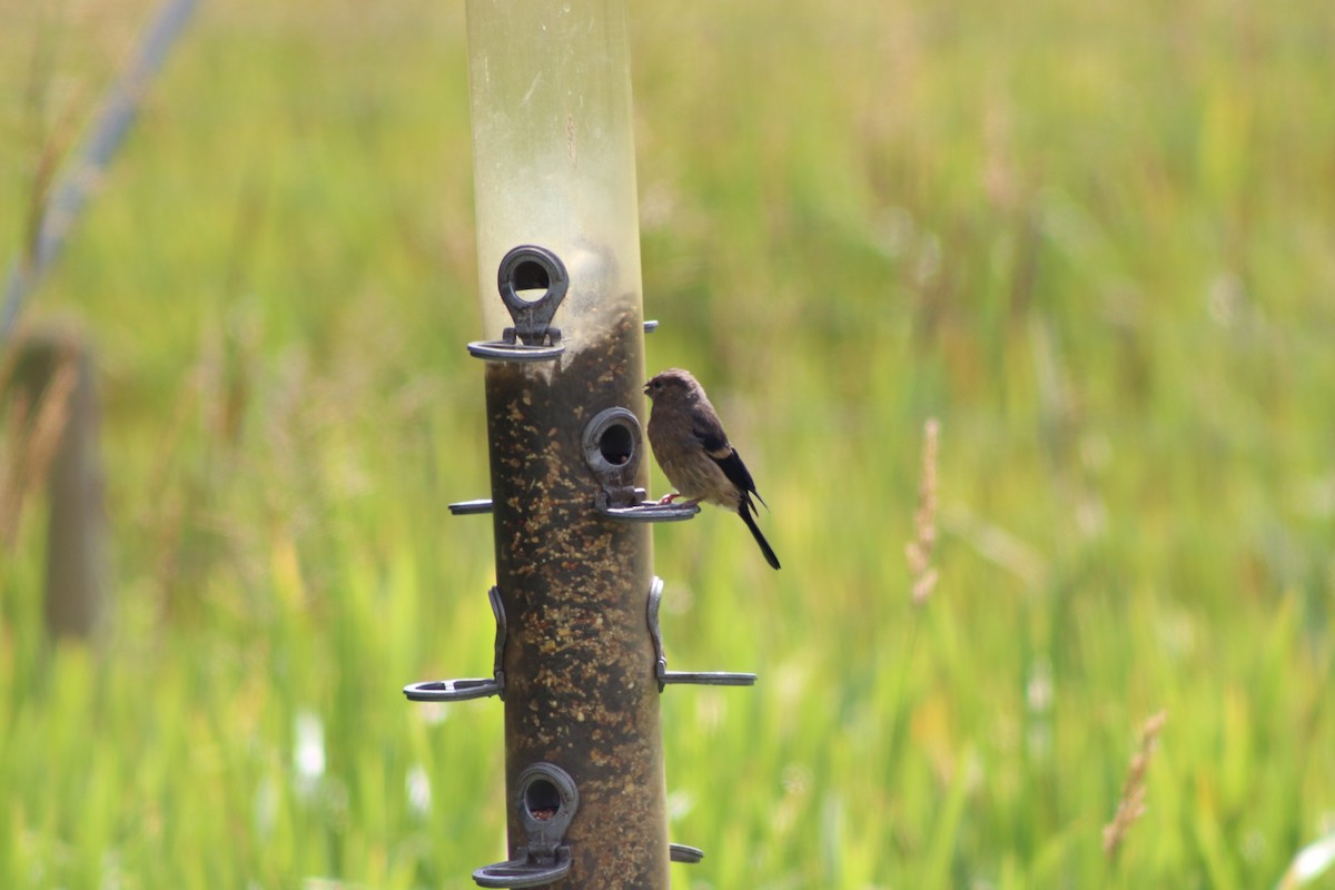Eurasian Bullfinch - ML640775119