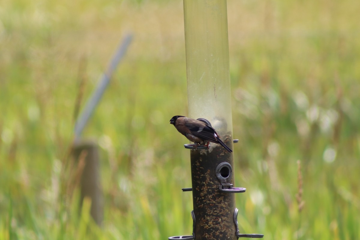 Eurasian Bullfinch - ML640775121