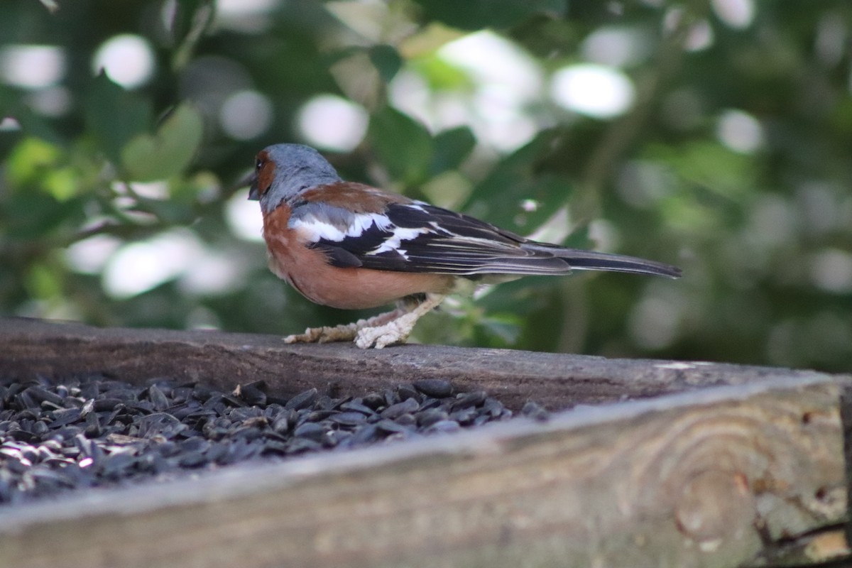 Common Chaffinch - ML640775137