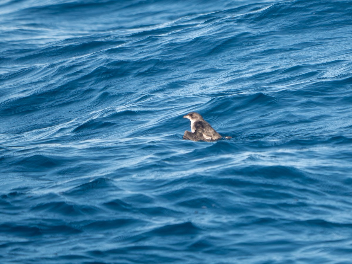 Common Diving-Petrel - ML640775138