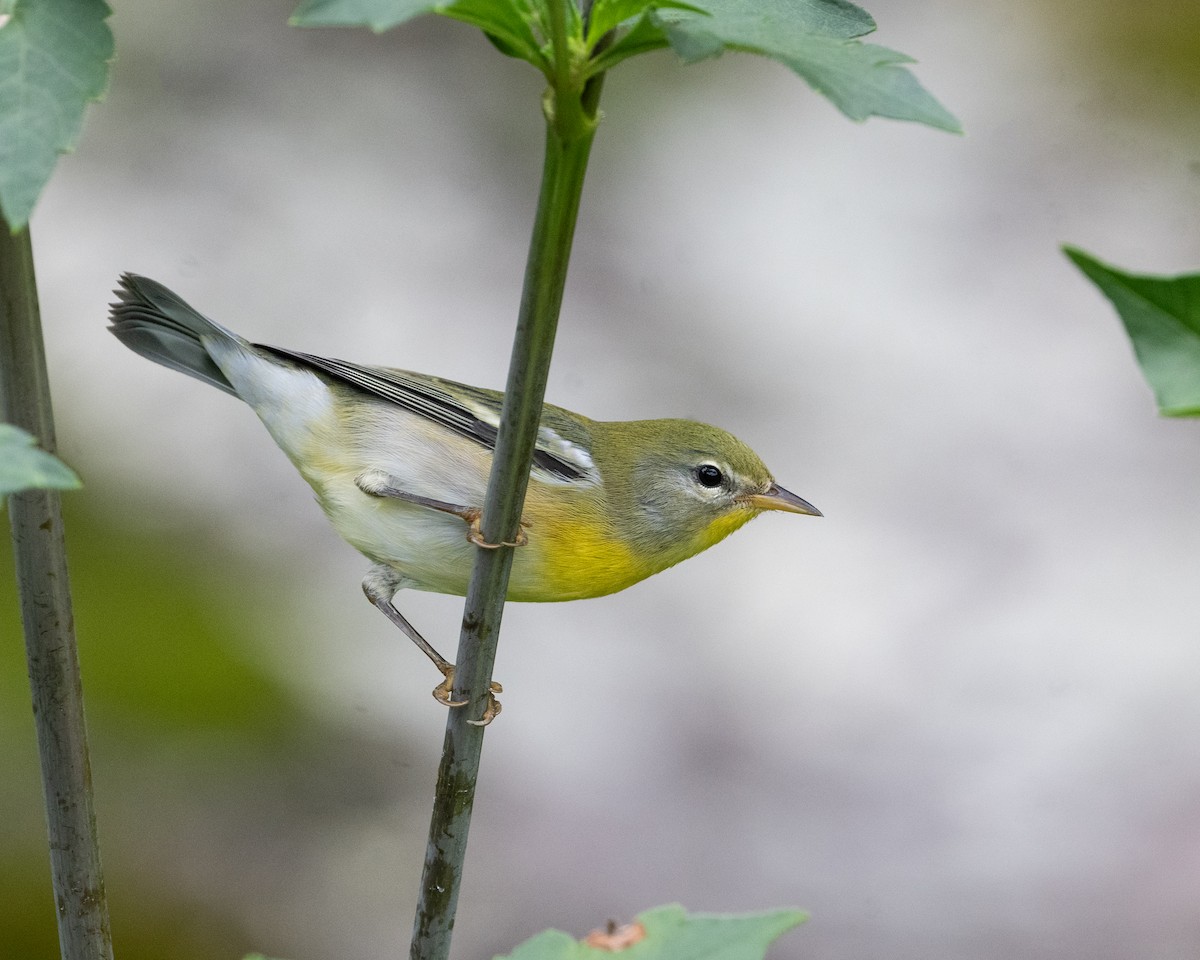 Northern Parula - ML640775139