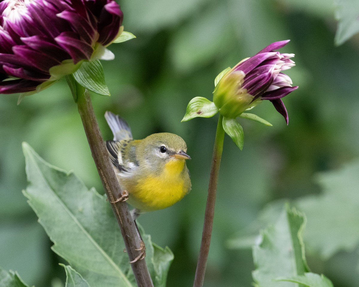 Northern Parula - ML640775140