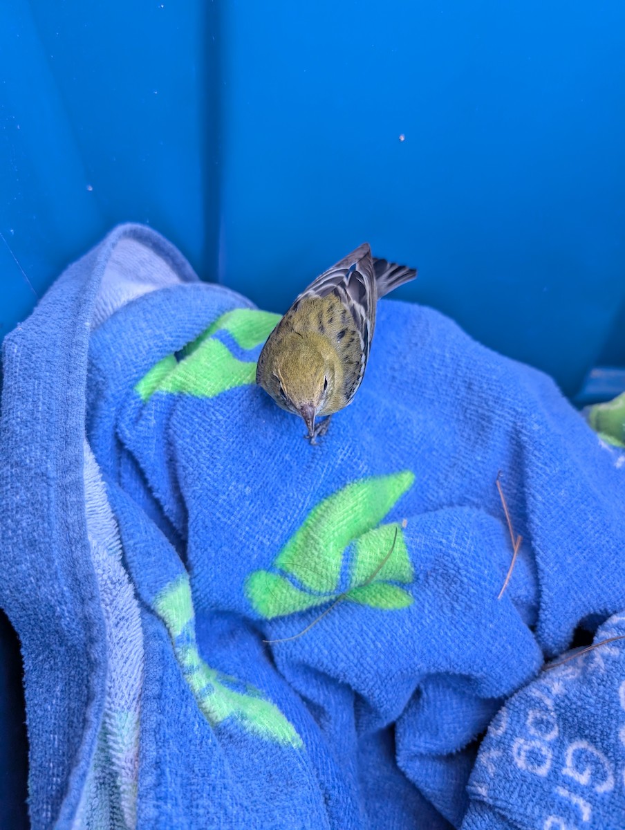 lesňáček kaštanový - ML640775158