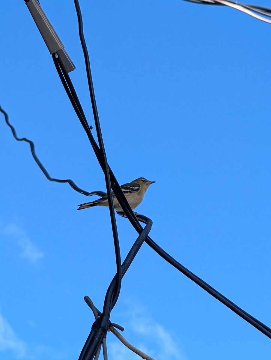 lesňáček kaštanový - ML640775171